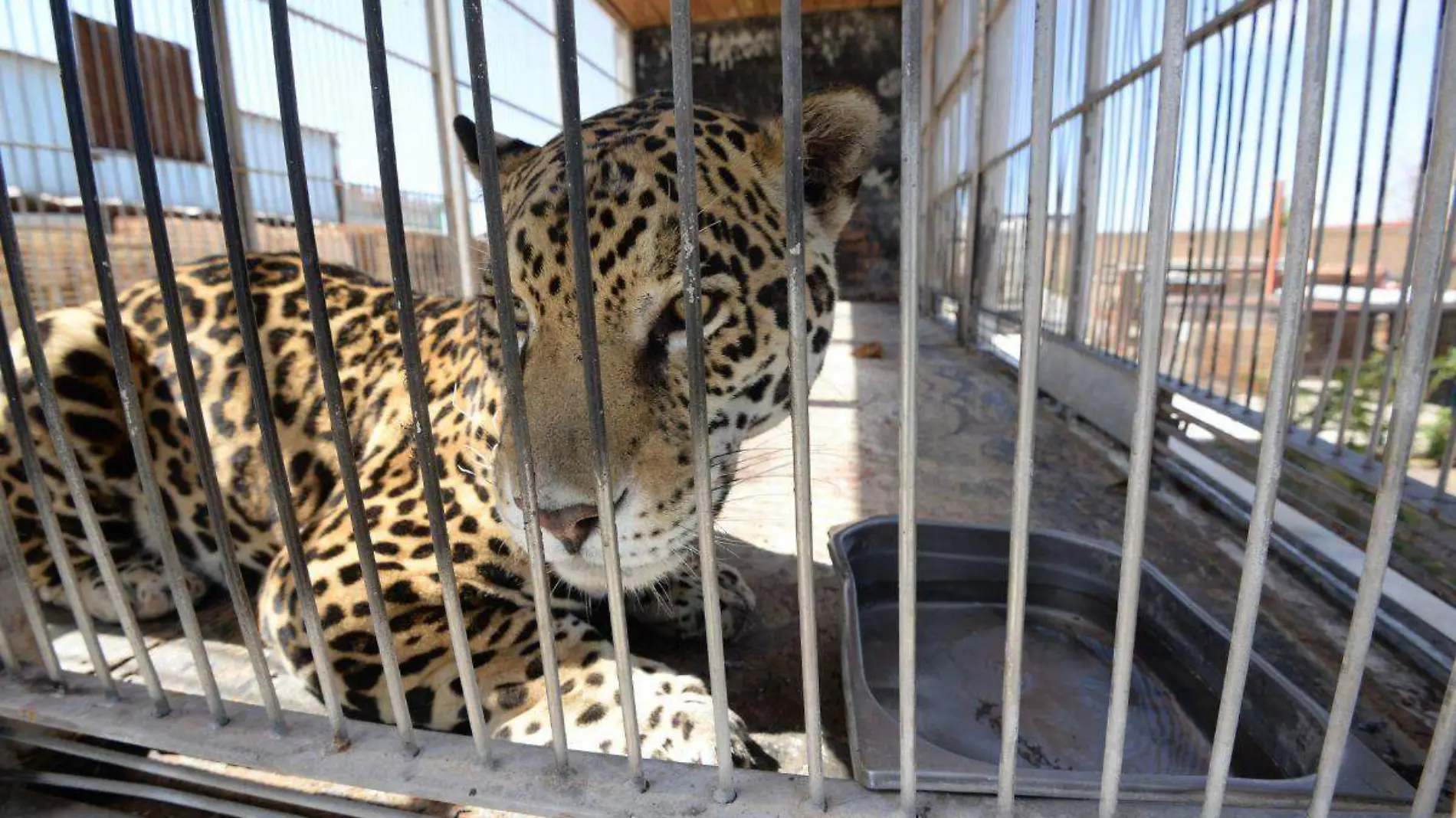 Jaguares rescatados